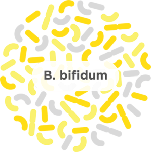 Bifidum Bifidobacterium