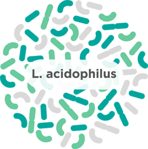 Lactobacillus acidophilus