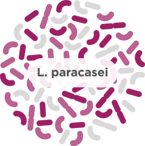 Lactobacillus paracasei​